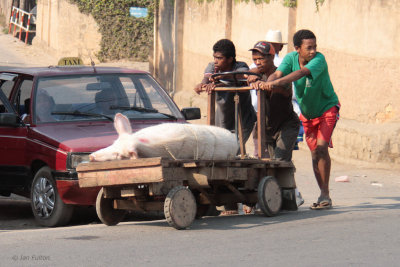 Pig going to or from market in Fianarantsoa