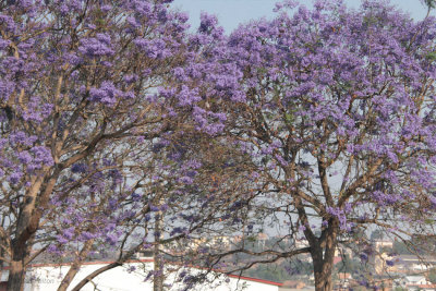 Jacaranda tree in Fianarantsoa
