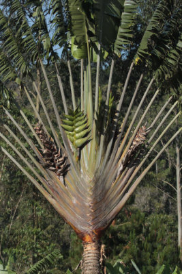 A Traveller's Palm at Ranomafan NP HQ