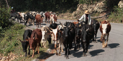 Many Zebu on the road near Ranomafana