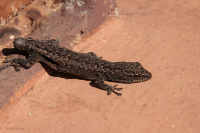 The lizard had already discarded its tail to escape