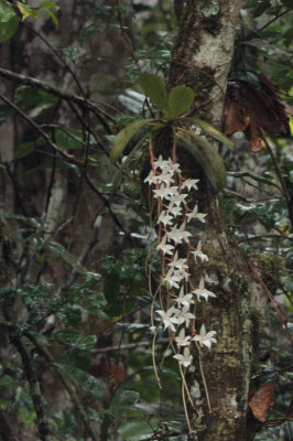 Orchids in Andasibe NP