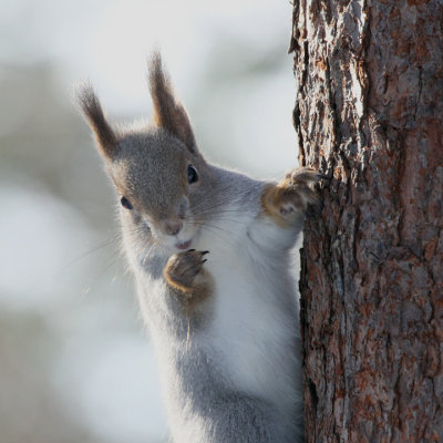 Red Squirrel, Golden Eagle hide-Kuusamo, Finland