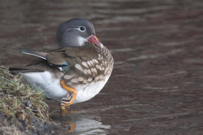 Mandarin Duck (female), Balloch, Clyde