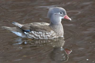 Mandarin Duck (female), Balloch, Clyde