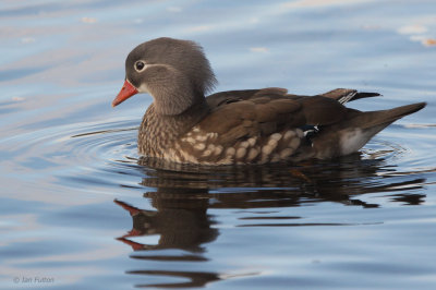Mandarin Duck (female), Balloch, Clyde