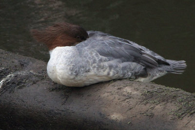 Goosander, Kelvingrove Park, Glasgow