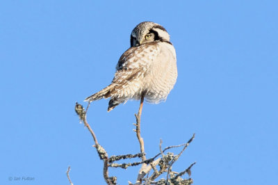 Hawk Owl, Kuusamo, Finland
