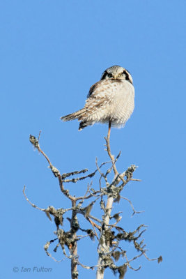 Hawk Owl, Kuusamo, Finland
