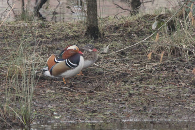 Mandarin Duck (pair), Balloch, Clyde