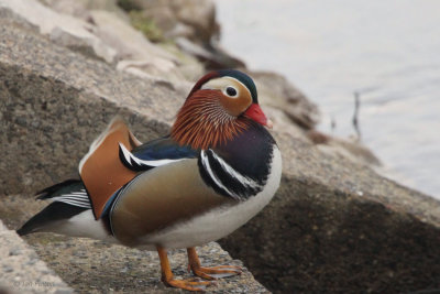 Mandarin Duck (male), Balloch, Clyde