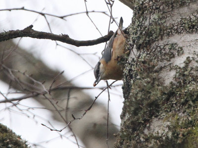 Nuthatch, Balloch Castle CP, Clyde