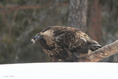Golden Eagle, near Kuusamo, Finland