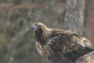 Golden Eagle, near Kuusamo, Finland