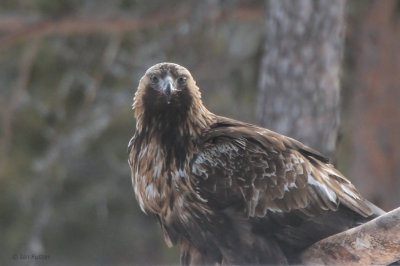 Golden Eagle, near Kuusamo, Finland