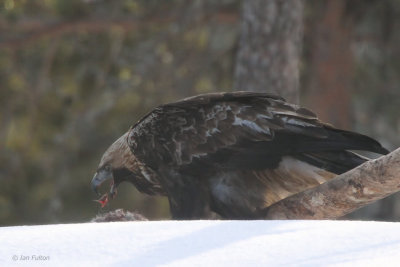 Golden Eagle, near Kuusamo, Finland