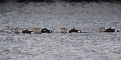 King Eider, Batsfjord, Norway