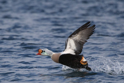 King Eider, Batsfjord, Norway