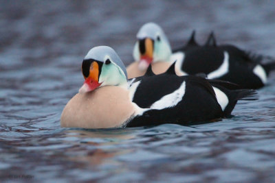 King Eider, Batsfjord, Norway