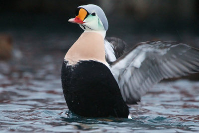 King Eider, Batsfjord, Norway