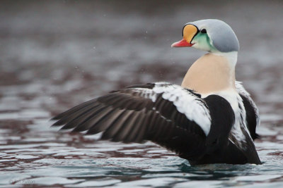 King Eider, Batsfjord, Norway