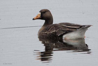 Greenland White-fronted Goose (juvenile), Strathclyde Loch, Clyde