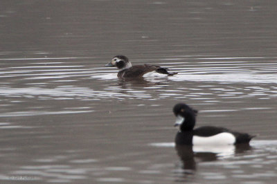 Long-tailed Duck, Strathclyde Loch, Clyde