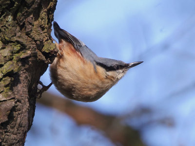 Nuthatch, Dalzell Woods-Motherwell, Clyde
