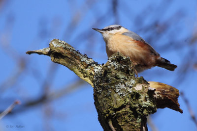 Nuthatch, Dalzell Woods-Motherwell, Clyde