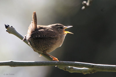 Wren, Dalzell Woods-Motherwell, Clyde