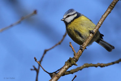 Blue Tit, Dalzell Woods-Motherwell, Clyde