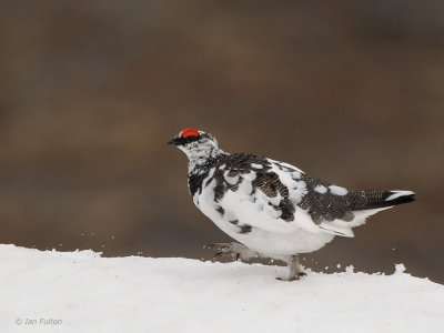 Ptarmigan, Coire an Lochan - Cairngorm, Highland