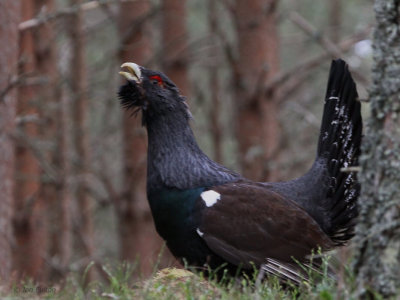 Capercaillie, Cairngorms NP, Highland