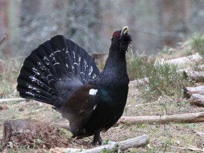 Capercaillie, Cairngorms NP, Highland