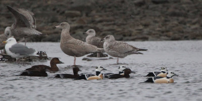 Steller's Eider, Batsfjord, Norway