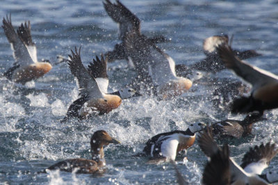 Steller's Eider, Batsfjord, Norway