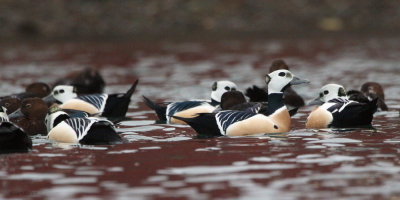 Steller's Eider, Batsfjord, Norway