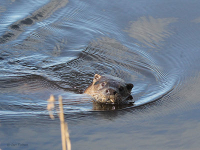 Otter, Endrick Water-Loch Lomond