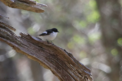 Pied Flycatcher, Sallochy-Loch Lomond, Clyde