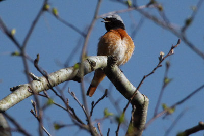 Redstart, Sallochy-Loch Lomond, Clyde