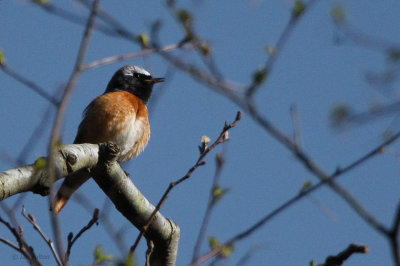 Redstart, Sallochy-Loch Lomond, Clyde
