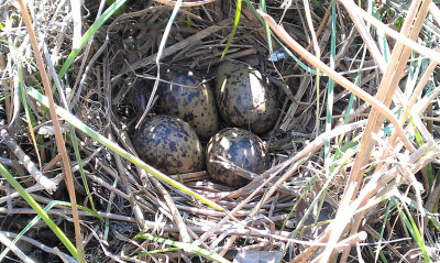 Nest of Common Snipe, Loch Lomond NNR, Clyde