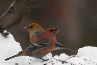 Pine Grosbeak, Kaamanen, Finland