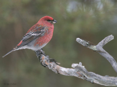 Pine Grosbeak (male), Kaamanen, Finland