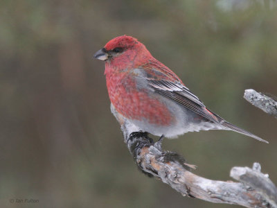 Pine Grosbeak (male), Kaamanen, Finland