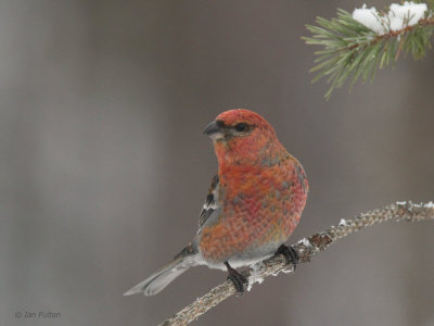 Pine Grosbeak (male), Kaamanen, Finland