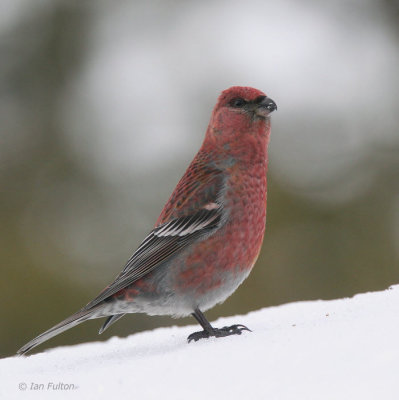Pine Grosbeak (male), Kaamanen, Finland