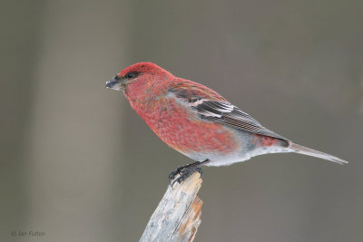 Pine Grosbeak (male), Kaamanen, Finland