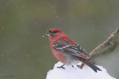 Pine Grosbeak (male), Kaamanen, Finland