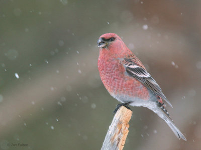 Pine Grosbeak (male), Kaamanen, Finland